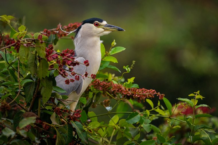 043 Noord Pantanal, kwak.jpg